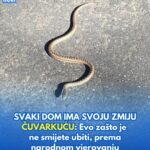 SVAKI DOM IMA SVOJU ZMIJU ČUVARKUĆU: Evo zašto je ne smijete ubiti, prema narodnom vjerovanju