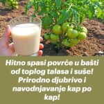 Hitno spasi povrće u bašti od toplog talasa i suše! Prirodno djubrivo i navodnjavanje kap po kap!