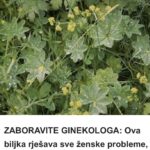 ZABORAVITE GINEKOLOGA: Ova biljka rješava sve ženske probleme, a raste svuda oko nas