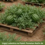 Uzgoj Lubenica na Paleti: Pametan Način da Uštedite Prostor i Uživate u Slasnim Plodovima