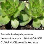Pomaže kod upala, mioma, hemoroida, cista – Moćni ČAJ OD ČUVARKUĆE pomaže kod niza stanja, a pravi se samo ovako