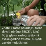 Znate li zašto paradajzu treba davati obično SIRĆE u julu? To je glavni razlog zašto mi svake godine svi moji susjedi zavide moju žetvu!