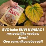 EVO kako SUVI KVASAC i mrtve biljke vraća u život! Ovo vam niko neće reći!
