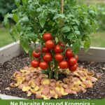 Ne Bacajte Koru od Krompira – Iskoristite Je Ovako!