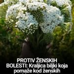 PROTIV ŽENSKIH BOLESTI: Kraljica biljki koja pomaže kod ženskih problema i tegoba…
