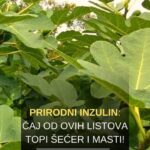 PRIRODNI INZULIN: Čaj od ovih listova topi šećer i masti!