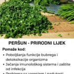Peršun – Zeleni saveznik za zdravlje i priprema lekovitog čaja od peršuna