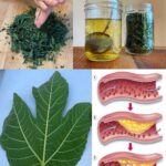 Lišće smokve – vaše skriveno blago za koje malo ljudi zna,a vaš imunitet i zdravlje će dignuti u nebsa! 🌿✨