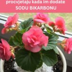 11 CVJET0VA K0JI NEVJER0VATN0 PR0CVJETAJU KADA IM D0DATE S0DU BIKARB0NU