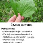 Bokvica – Čudesna biljka iz prirode koja je svima na dohvat ruke, a njen čaj pomaže kod velikoga broja tegoba