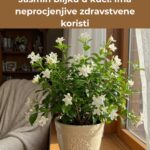 Evo zašto biste trebali imati Jasmin biljku u kući: Ima neprocjenjive zdravstvene koristi