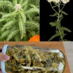 🌿 **Skrivena Moć Stolisnika** – Prirodno Čudo Koje Liječi Više Nego Što Mislite! ✨🌼