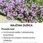 Majčina dušica – Nenadmašen prirodni lijek za skoro sve bolesti!