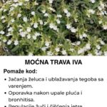 Trava iva – Biljka koja „mrtvog diže“ i liječi čitav organizam
