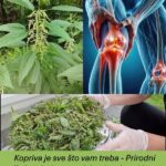 Kopriva je sve što vam treba – Prirodni lijek za bolove uzglobovima i artritis, a evo kako se pravilno koristi!