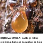 BOROVA SMOLA: Zašto je toliko cijenjena, kako se sakuplja i za koja lekovita svojstva je korisna…