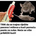 TRIK da se trajno riješite pacova i miševa u kući pomoću paste za zube: Neće se više približiti kući!