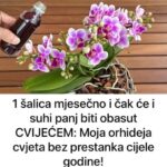 1 šalica mjesečno i čak će i suhi panj biti obasut CVIJEĆEM: Moja orhideja cvjeta bez prestanka cijele godine!