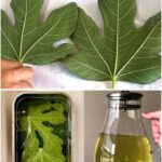 ISKORISTITE MOĆ LISTOVA SMOKVE 🌿✨ Prirodni lijek za dijabetes i još mnogo toga – jednostavan način da podržite svoje zdravlje