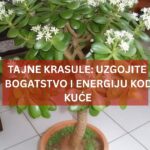 TAJNE CRASSULE: UZGOJITE BOGATSTVO I ENERGIJU KOD KUĆE 🍀