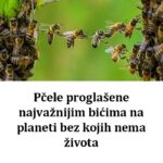 Pčele PR0GLAŠENE najvažnijim bićima na planeti bez kojih nema ŽIV0TA