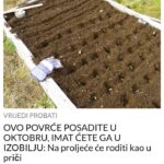 OVO POVRĆE POSADITE U OKTOBRU, IMAT ĆETE GA U IZOBILJU: Na proljeće će roditi kao u priči