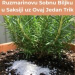 Evo kako da Uzgojite Gustu Ruzmarinovu Sobnu Biljku u Saksiji uz Ovaj Jedan Trik