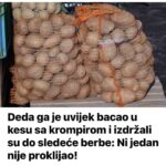 Deda ga je uvijek bacao u kesu sa krompirom i izdržali su do sledeće berbe: Ni jedan nije proklijao!