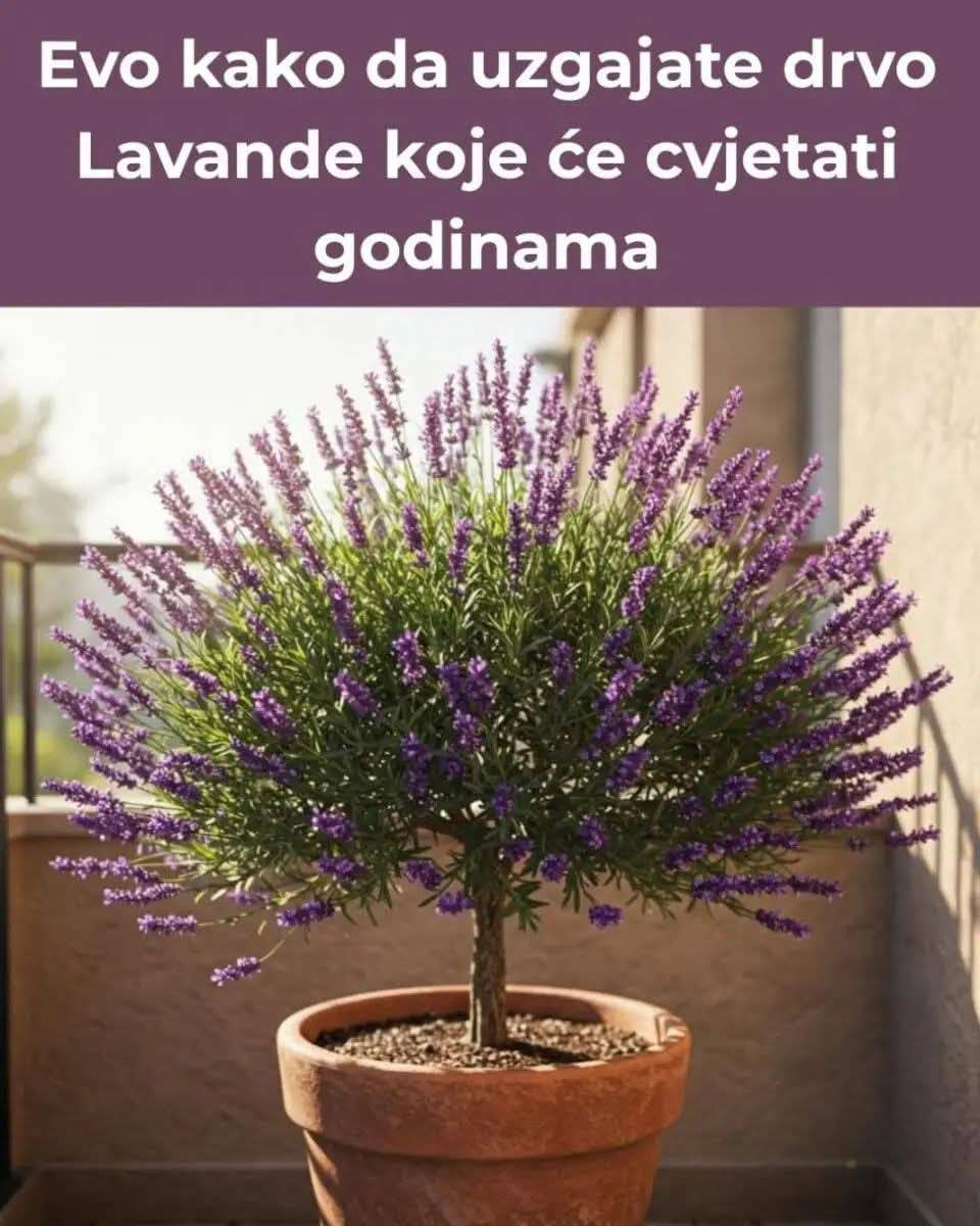 536177940_24490241613942250_4638427037416819422_n