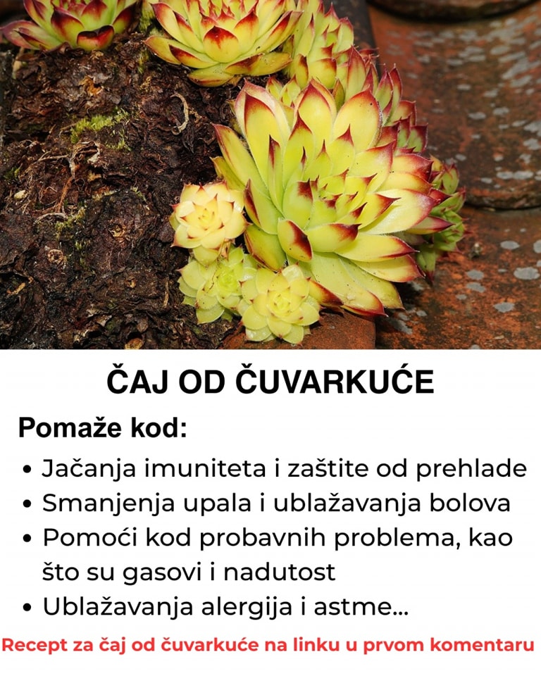 557722846_122194447112367064_5284235025196920640_n