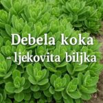 DEBELA KOKA 🌿 prirodni saveznik protiv problema sa želucem, kožnih tegoba i sportskih povreda!