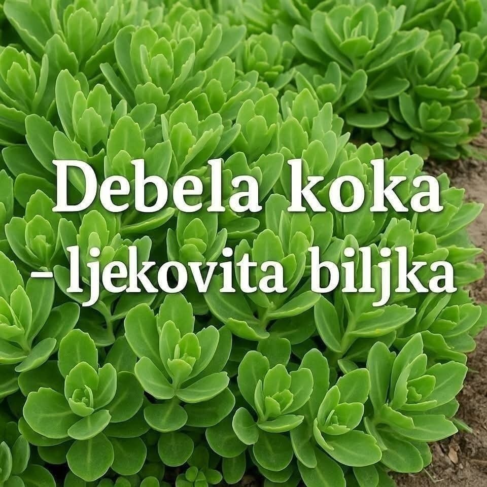558885511_1180233363965796_213573456145735275_n