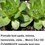 🌿 Pomaže kod upala, mioma, hemoroida i cista – Moćni čaj od čuvarkuće 🌿