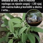 NE ZOVU JE DŽABA “KRALJICA LEKOVITOG BILJA”: Kadulja / žalfija je “zlata vredna”