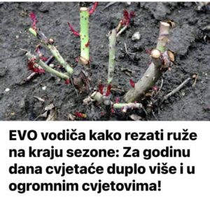 509367242_10227772062437247_8296579590880616019_n