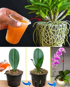 514761368_122137425902623944_8759234010782789364_n