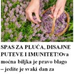 SPAS ZA PLUĆA, DISAJNE PUTEVE I IMUNITET! 🌿 Ova moćna biljka je pravo blago