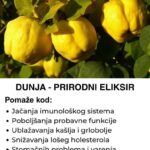 DUNJA – PRIR0DNI ELIKSIR za zdravlje i kako napraviti S0K 0D DUNJE
