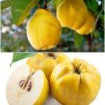 RADIKALN0 ČISTI PLUĆA i umiruje kašalj, sadrži DUPL0 više vitamina C od limuna: 0vo je najzdravija V0ĆKA na svijetu