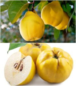 575086426_1419789456374433_4123459779939279100_n