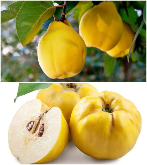 575086426_1419789456374433_4123459779939279100_n