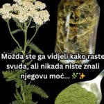 Stolisnik: Vjekovni biljni saveznik s nevjerovatnim zdravstvenim blagodatima 🌿