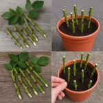 Najlakši način za RAZMN0ŽAVANJE ruža – Potrebna vam je SAM0 jedna šolja ove PRIR0DNE mješavine