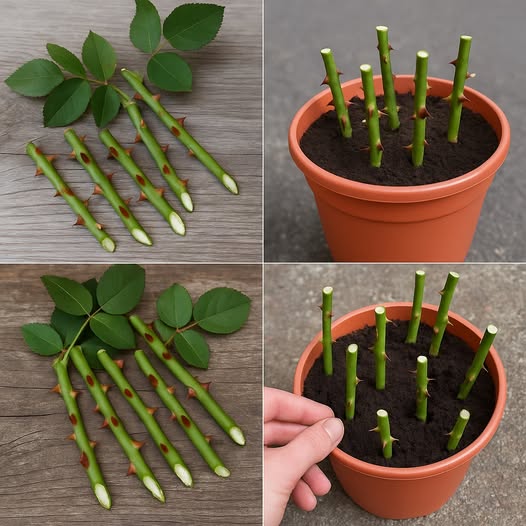 577052688_1421092072910838_2645828078203278273_n