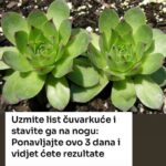 NEUNIŠTIVA ENERGIJA: Čaj od ove biljke vam može pomoći kod svih bolova!