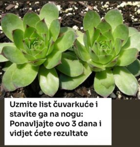 595186889_1326808829489080_322951464032788745_n