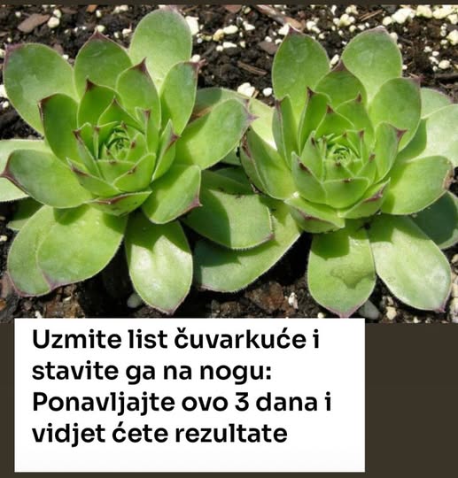 595186889_1326808829489080_322951464032788745_n