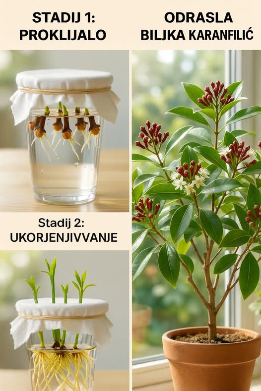 596615287_1445840597102652_2625638315595807211_n