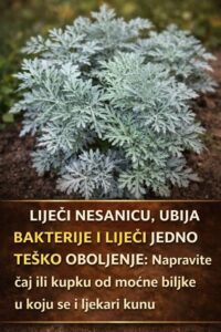 599951206_1418092763018584_5317678054535158000_n