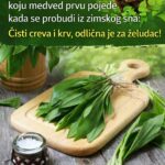 Sremuš je biljka koju medved prvu pojede kada se probudi iz zimskog sna: Čisti creva i krv, odlična je za želudac! 